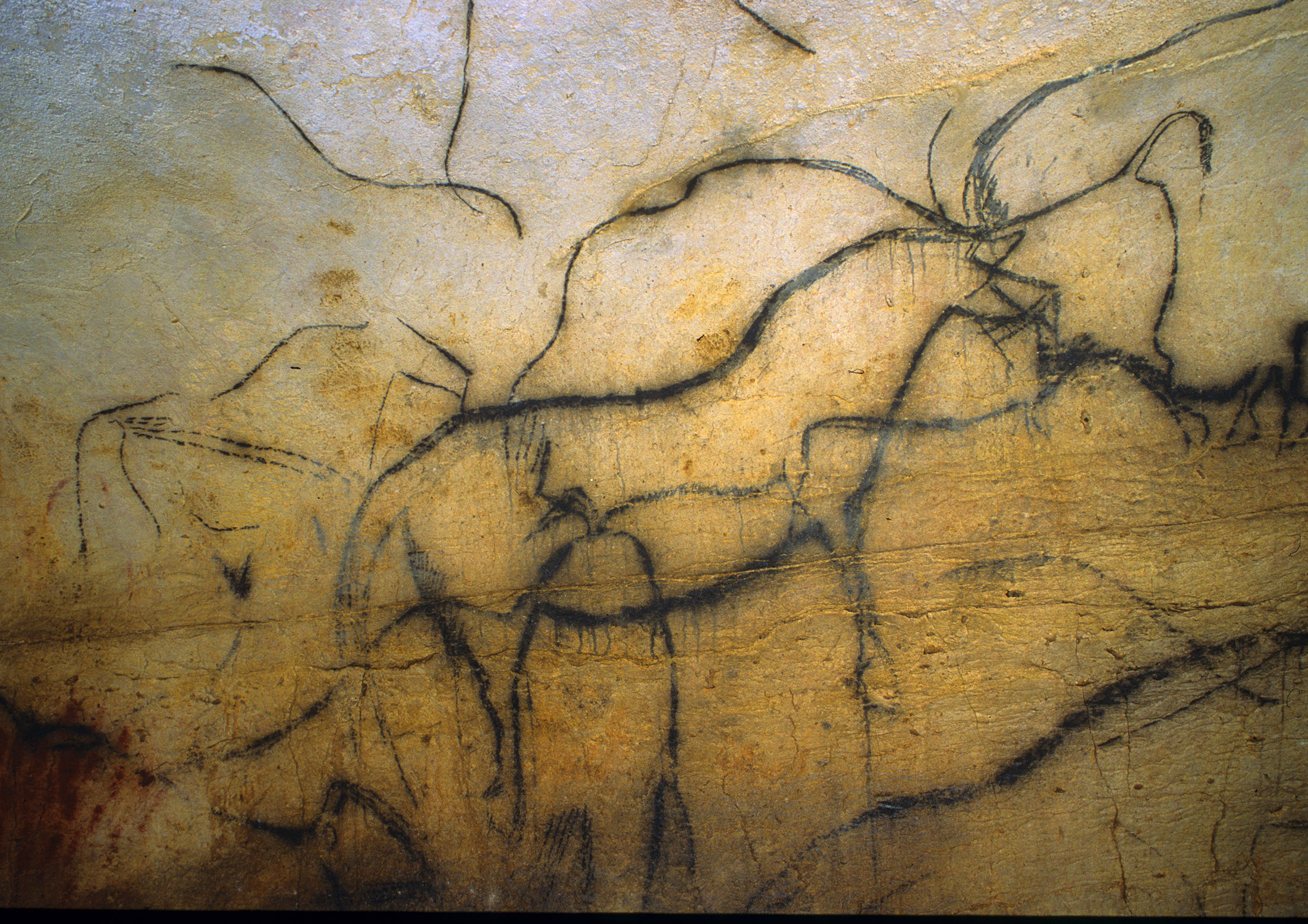 Un bond de 29 000 ans, <br />
aux origines de lart <br />

