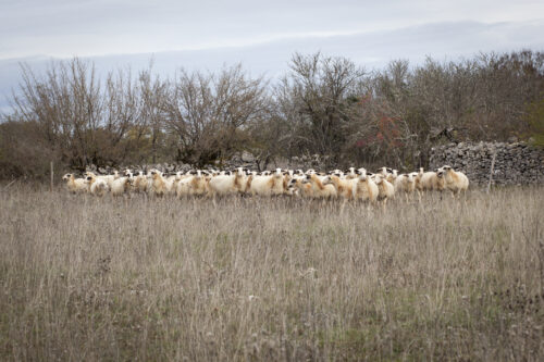 Sociétés pastorales : les premiers systèmes d’élevage
